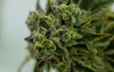 Cannabis Sativa Trichomes: This is why we like our buds sticky and fuzzy